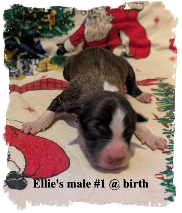 ABCA registered Seal  Border Collie out of working stock